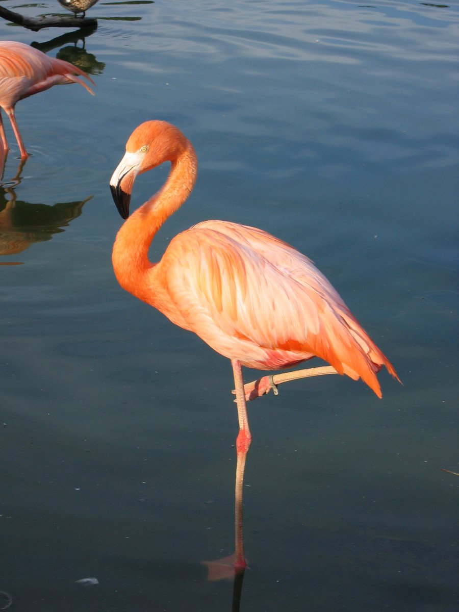 three flamingos in shallow body of water with one looking at the ground