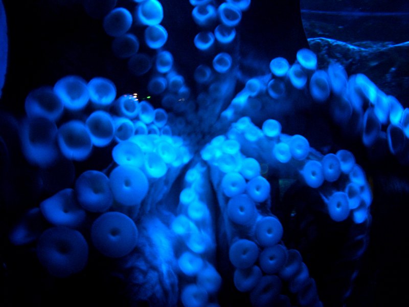 an octo glows in the dark and bright blue