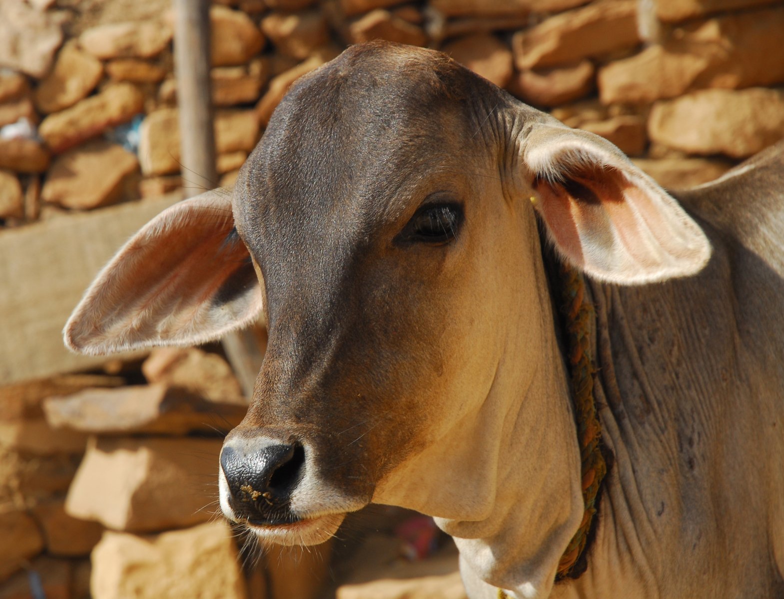 a closeup view of a cow standing in front of stone wall