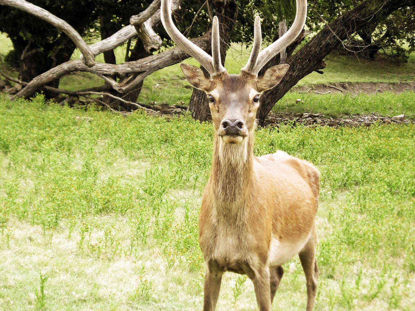 an antelope standing in a field near some trees