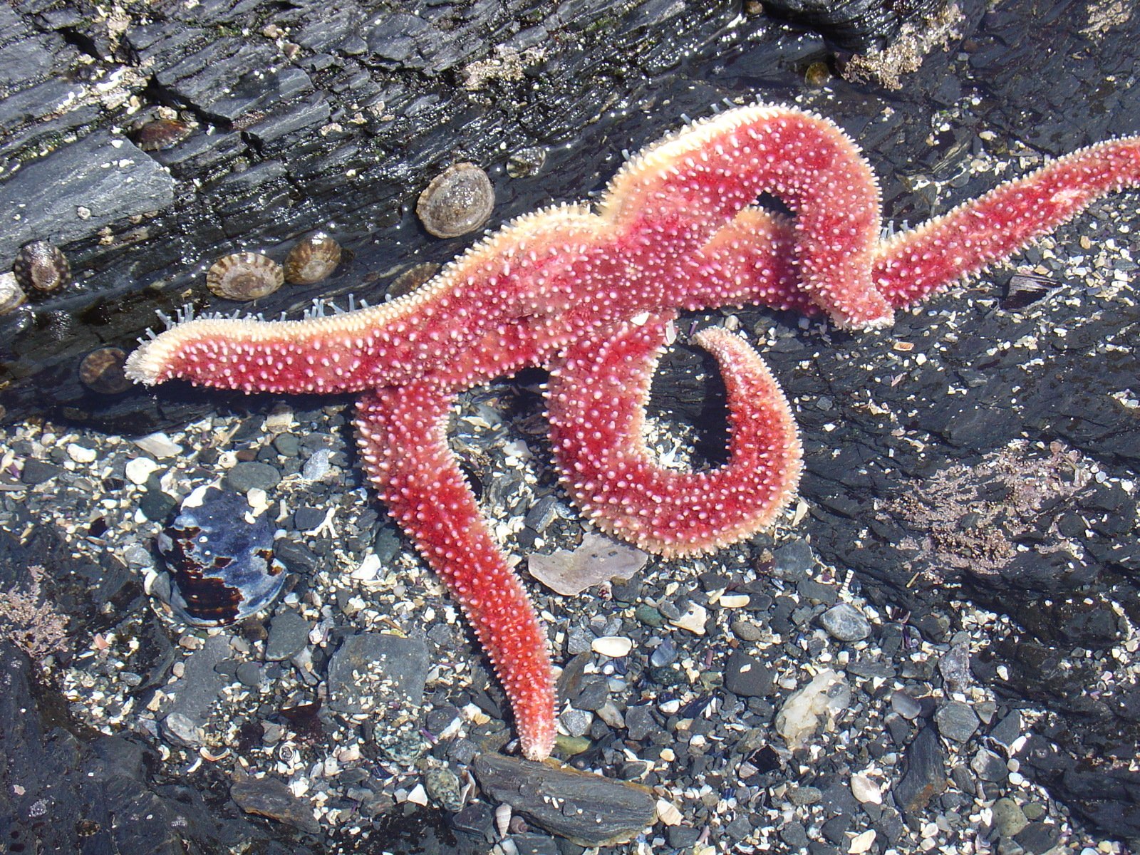 an ocean starfish lays upside down on the rocks
