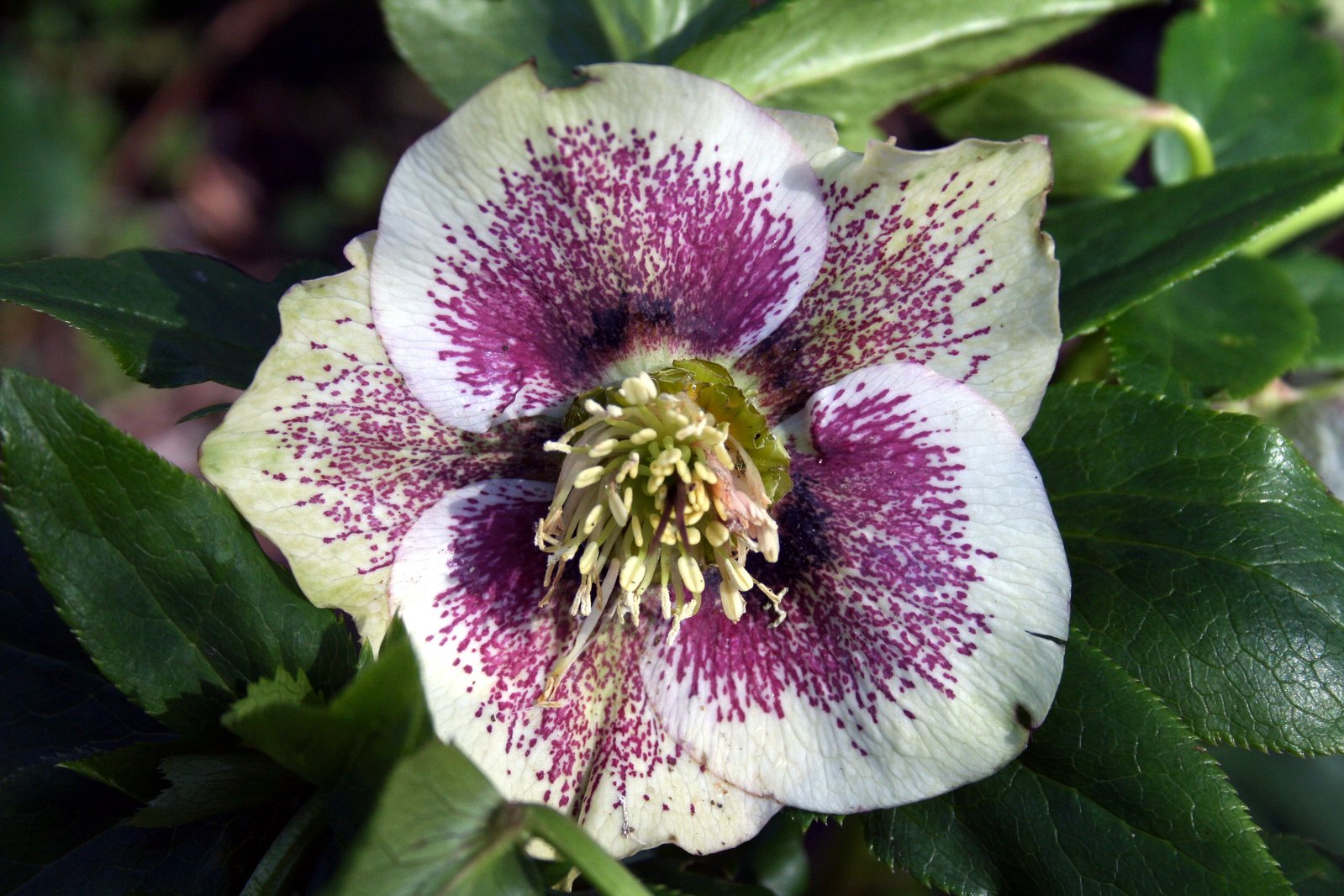 a single, red - white flower with green leaves and a bee