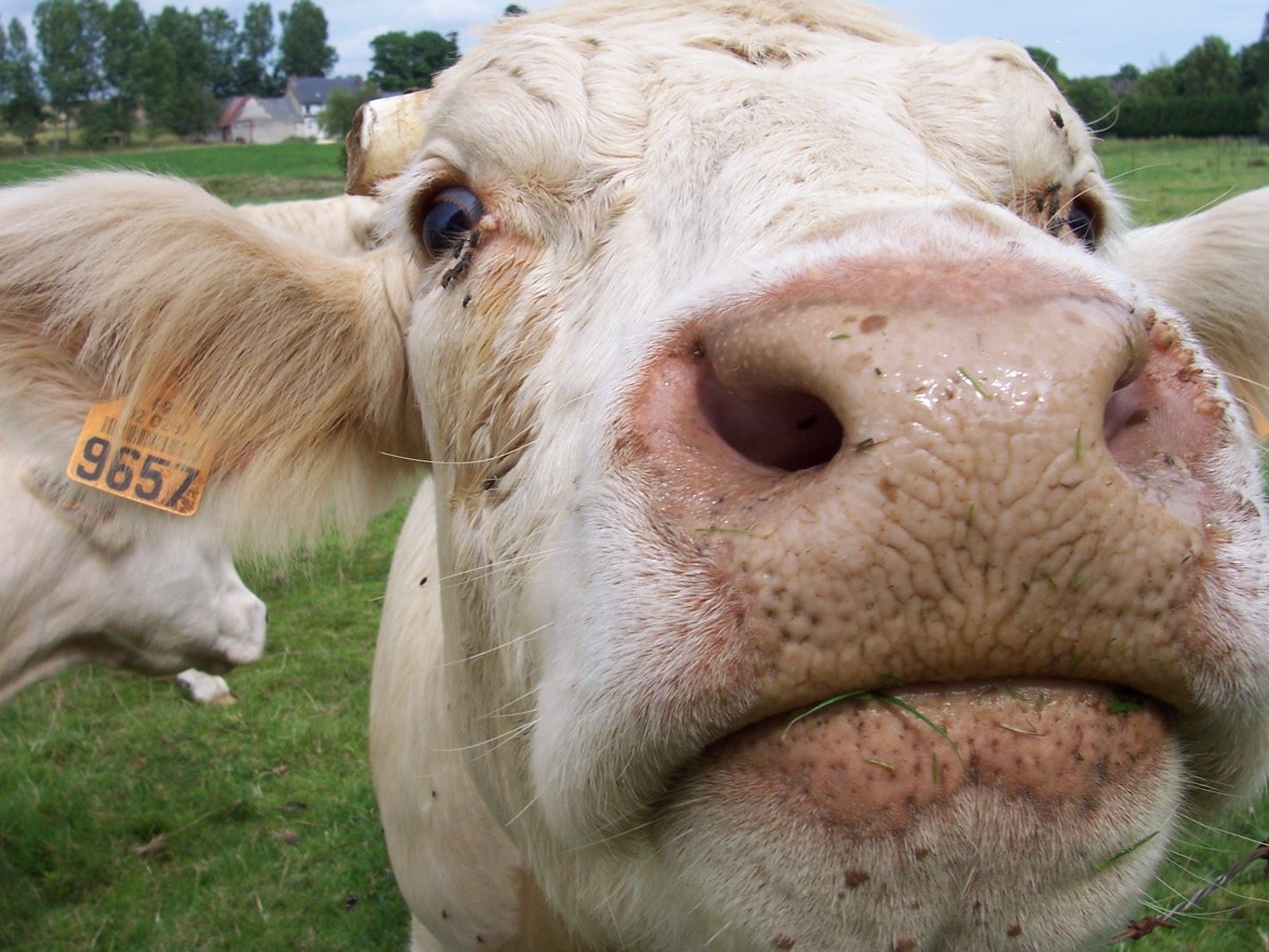 a close up of a cow looking to the camera