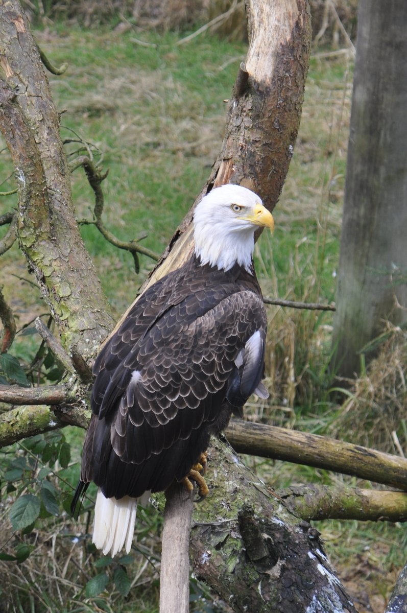 an eagle perches on a tree nch in the woods