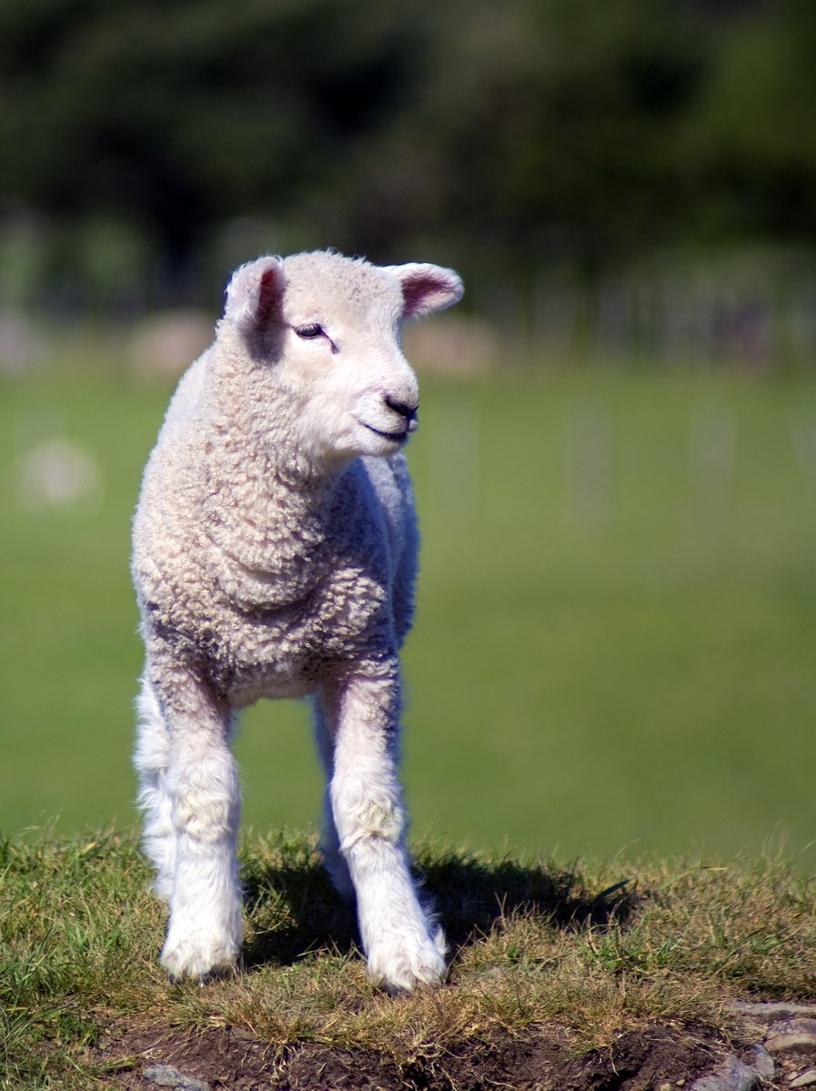 a little white lamb is standing on the grass