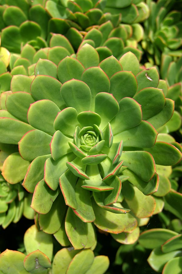 close up view of a succulent with bright green leaves