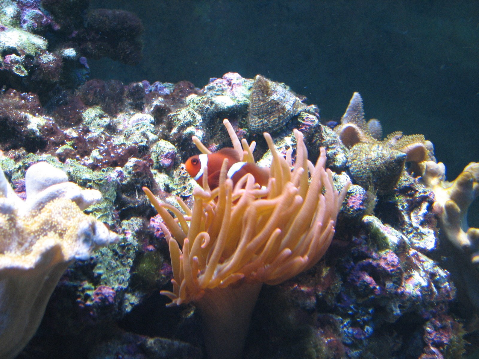 an aquarium with corals and marine life