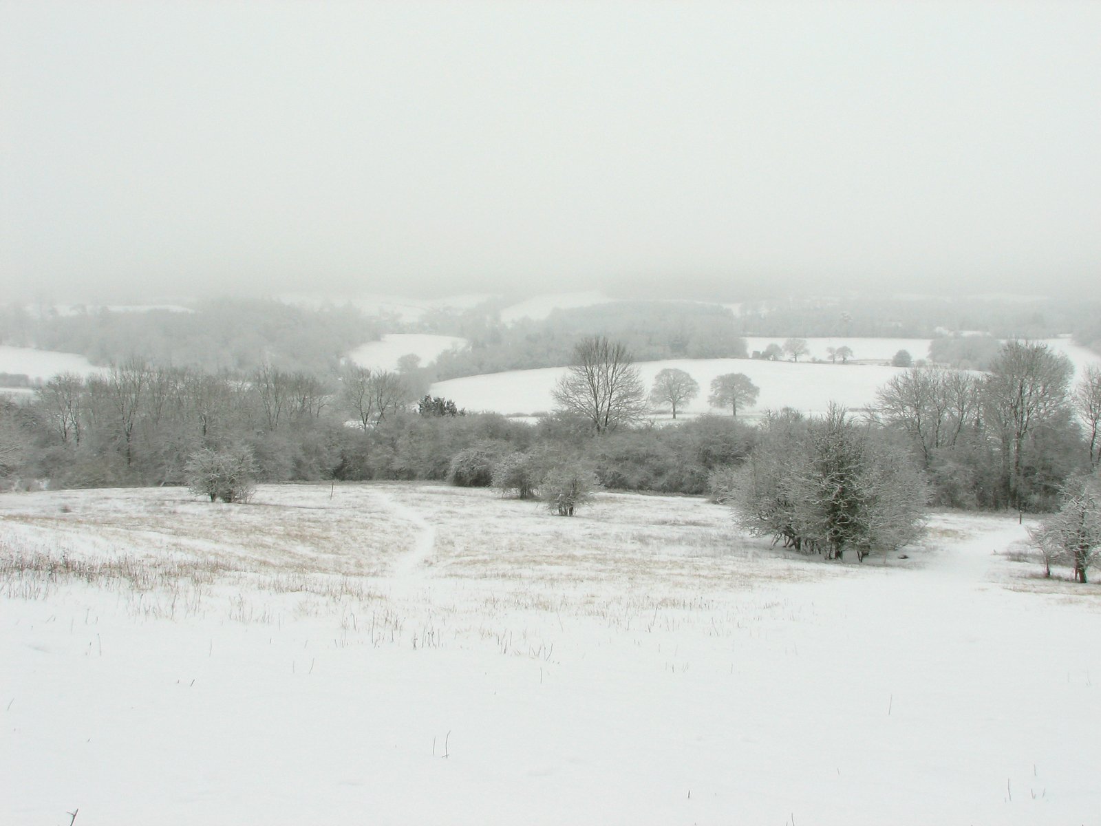 a view of a snowy landscape, with some trees and bushes, in winter