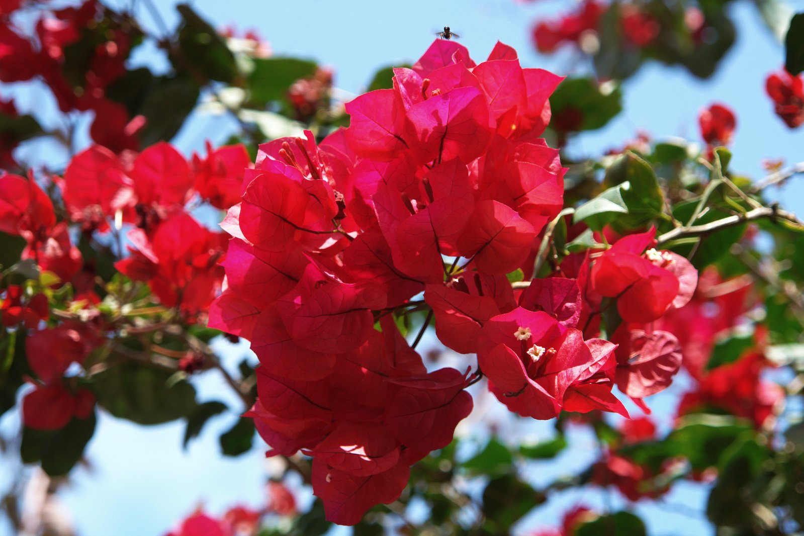 there is some red flowers that have blooming on them