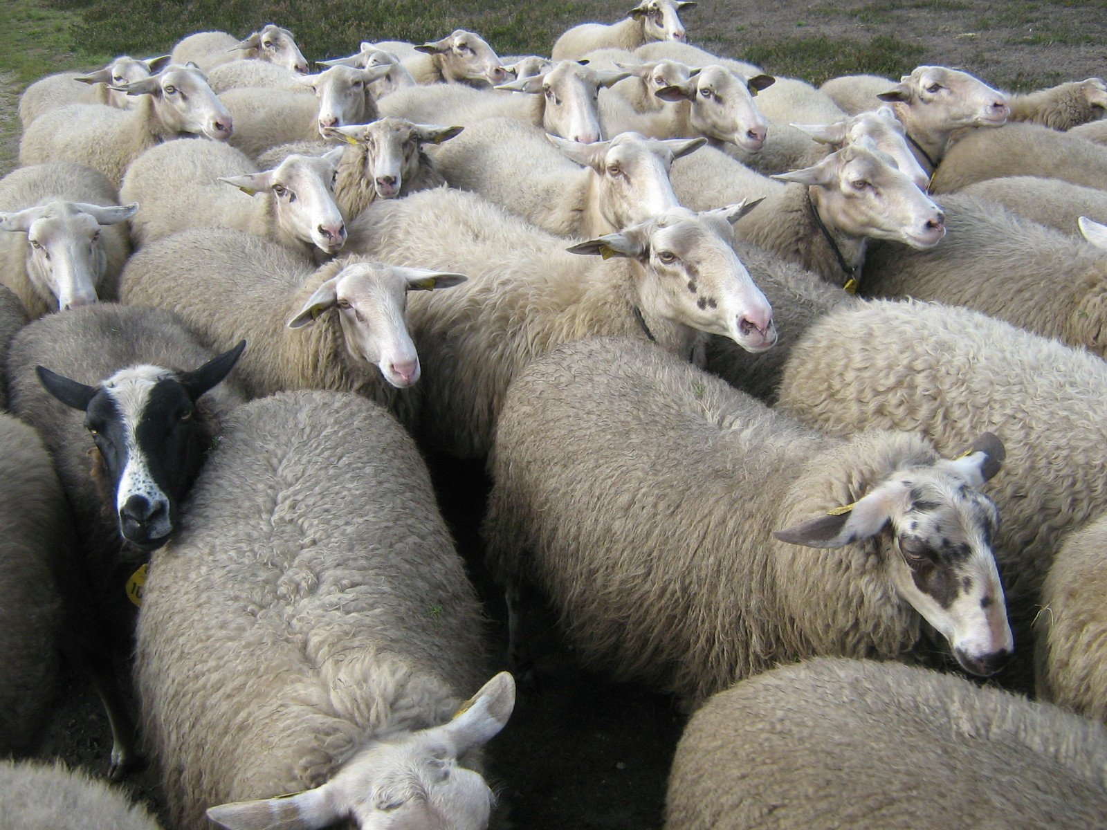 a herd of sheep with their heads turned to the side