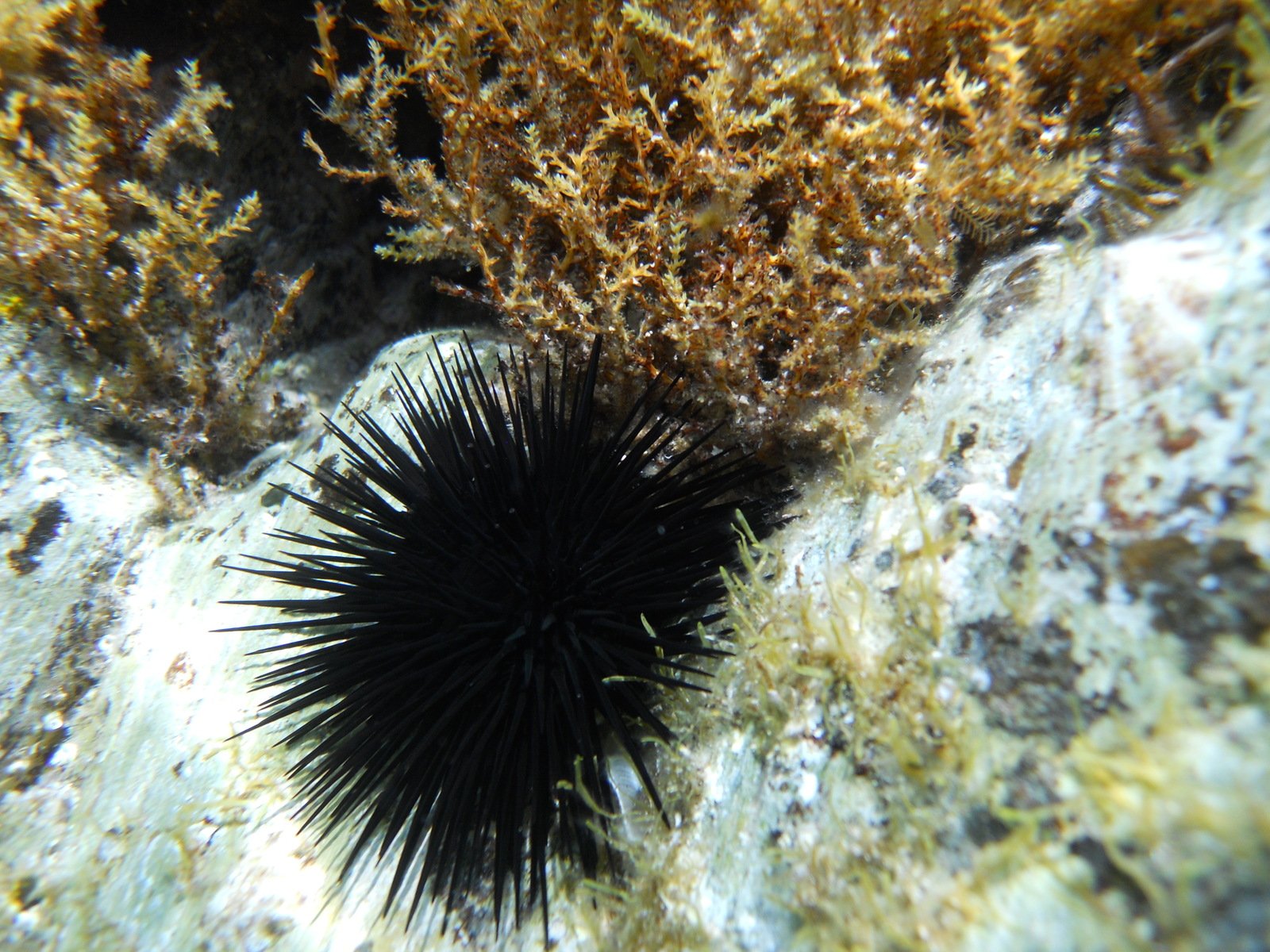 sea anemone spiky looking from above on sand