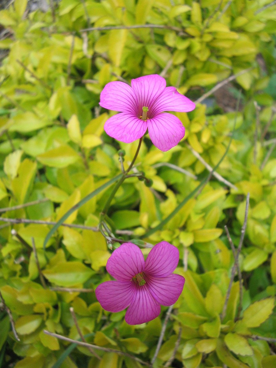 pink flowers growing on a green background