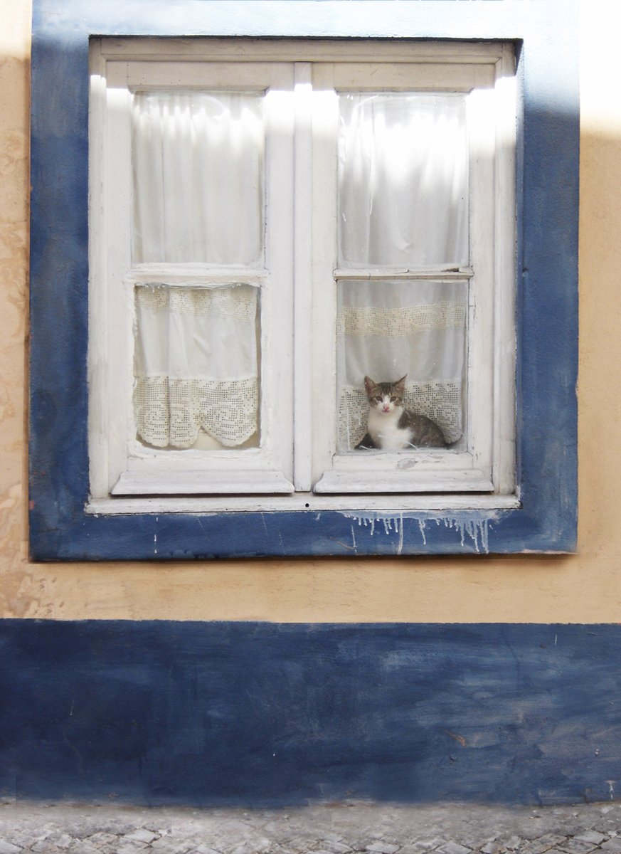 a cat sitting in the window looking at the view