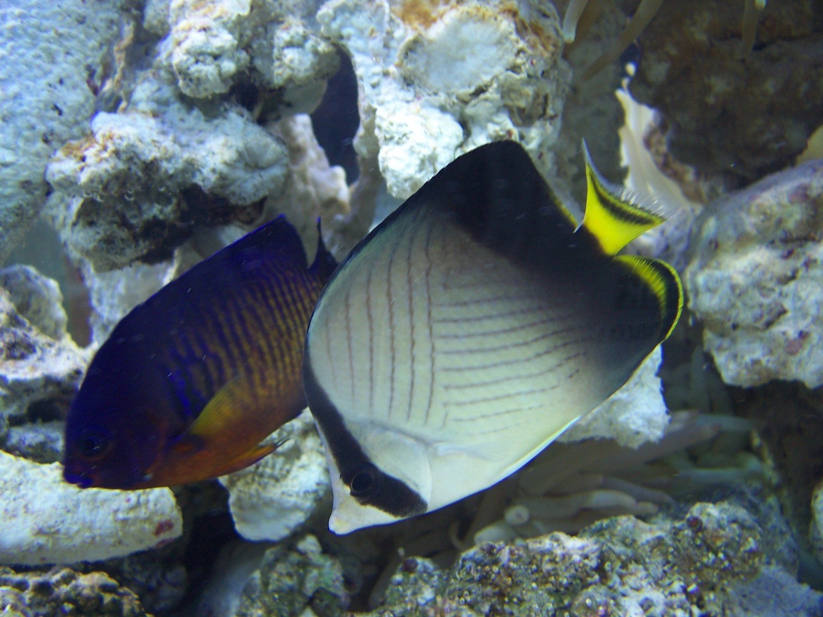 an image of two fish that are out on the water