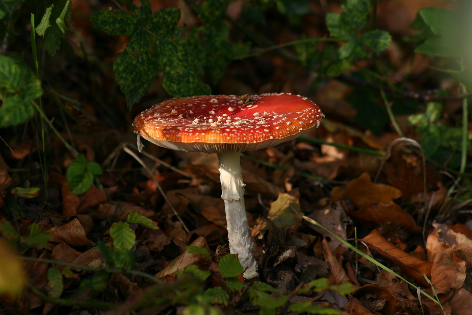 a small mushroom with red and white on the surface among leaves