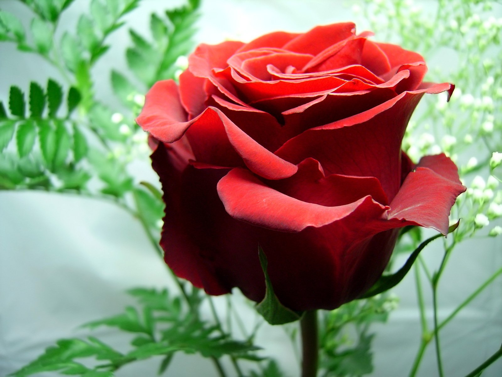 a red rose blooming in a bouquet on a sunny day