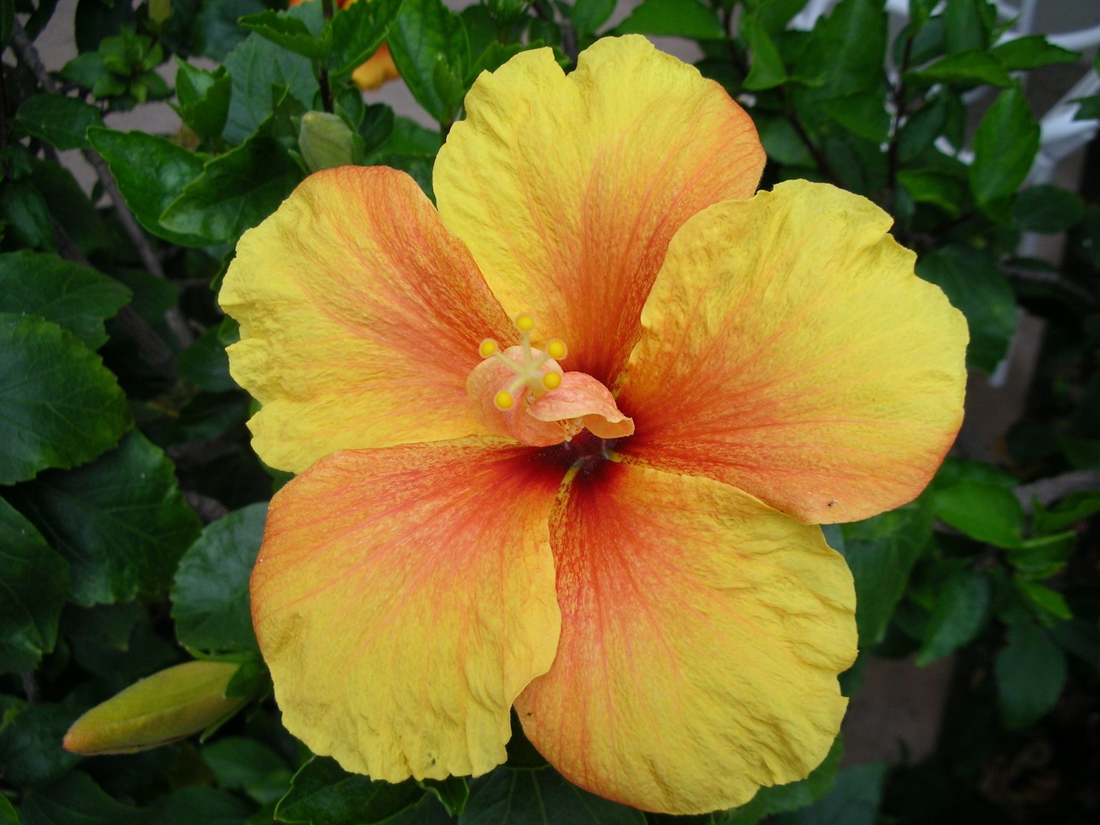 an orange and yellow flower with leaves around it