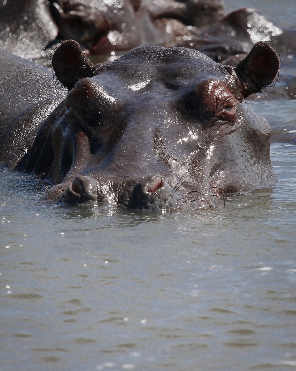 a hippo wades through a body of water