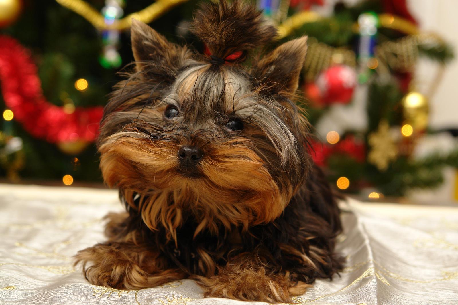 small dog sitting on white fabric near christmas tree