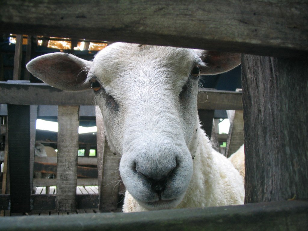 a goat looking through a gate with another sheep in the background
