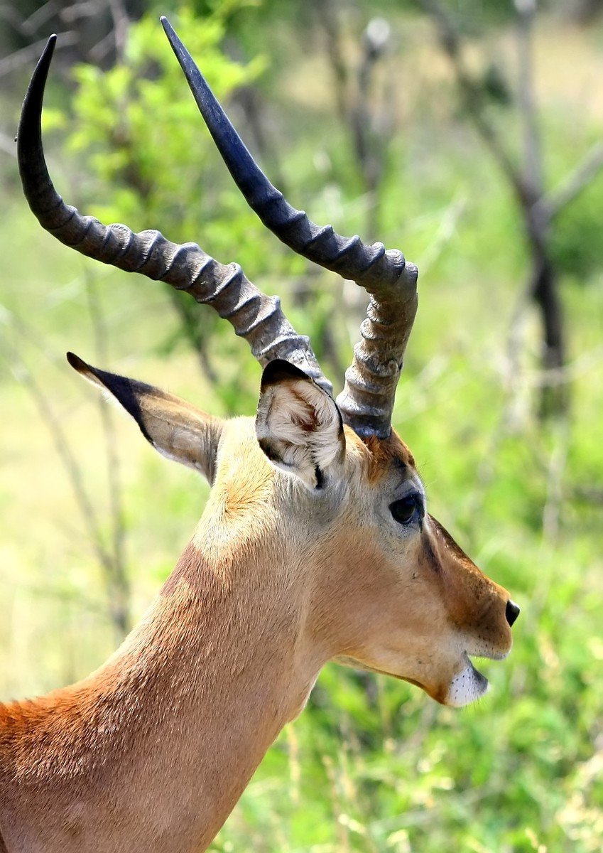 a gazelle with its long horns standing in the wild