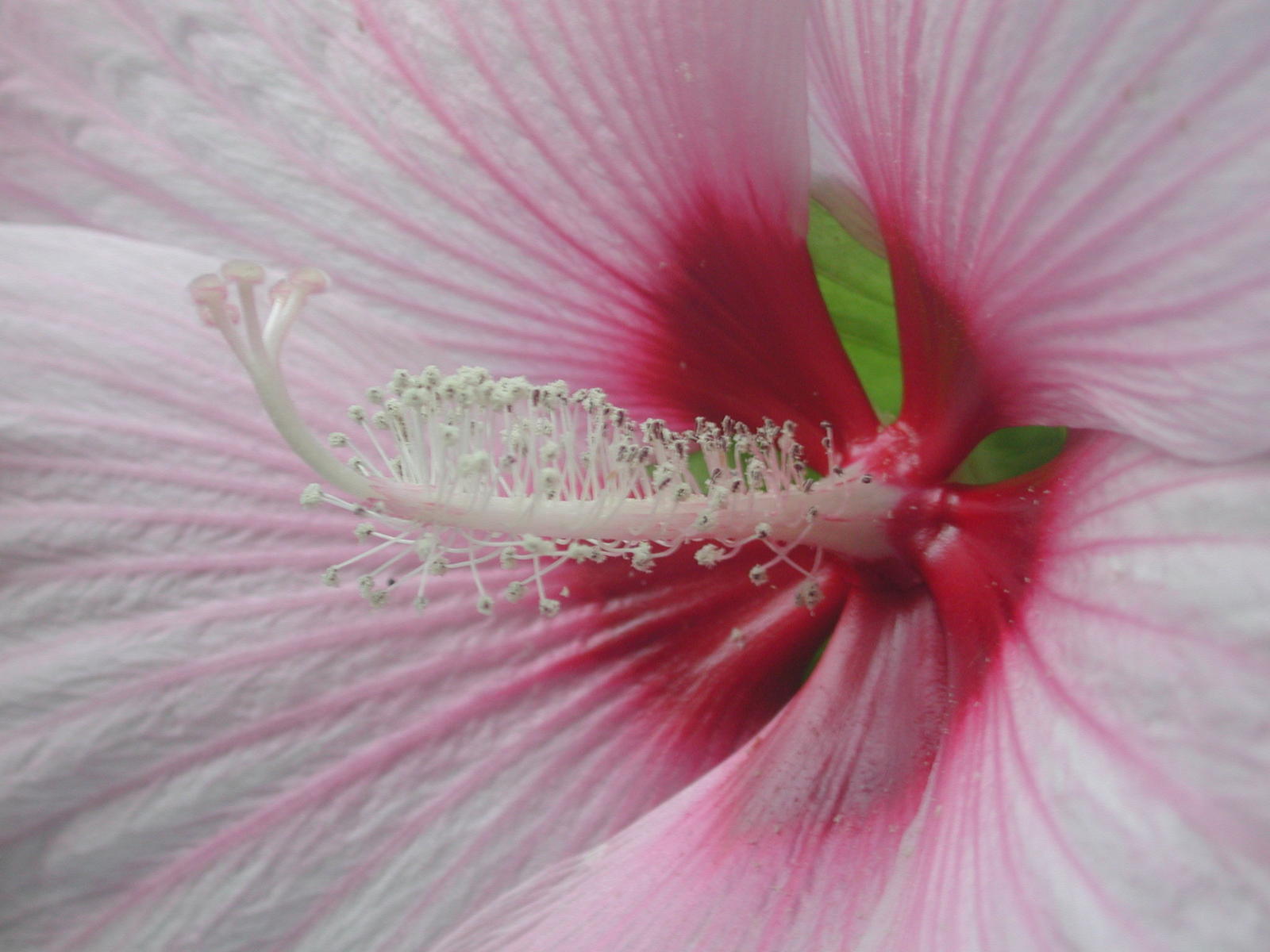 the top half of a large pink flower