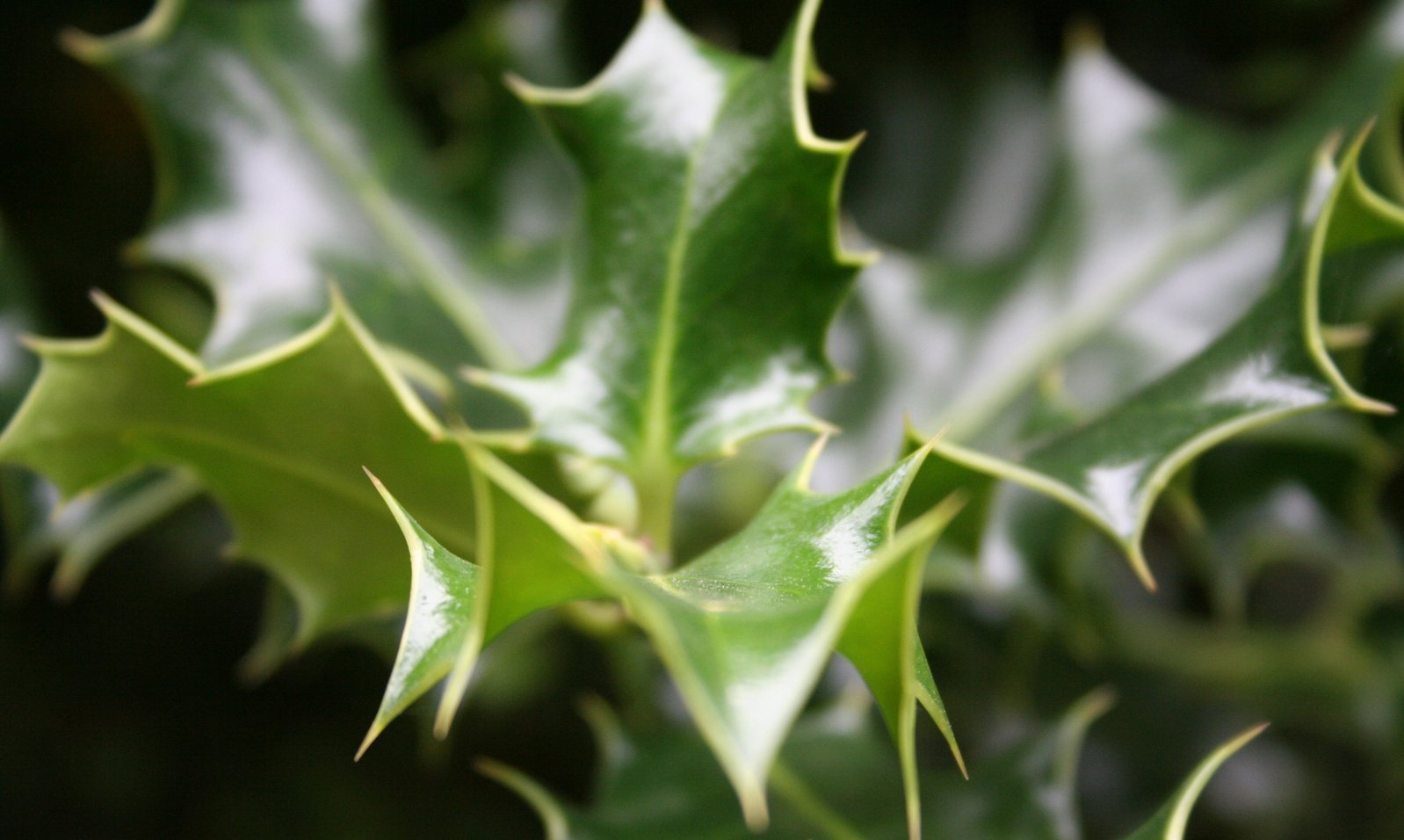 some green leaves that are on the tree