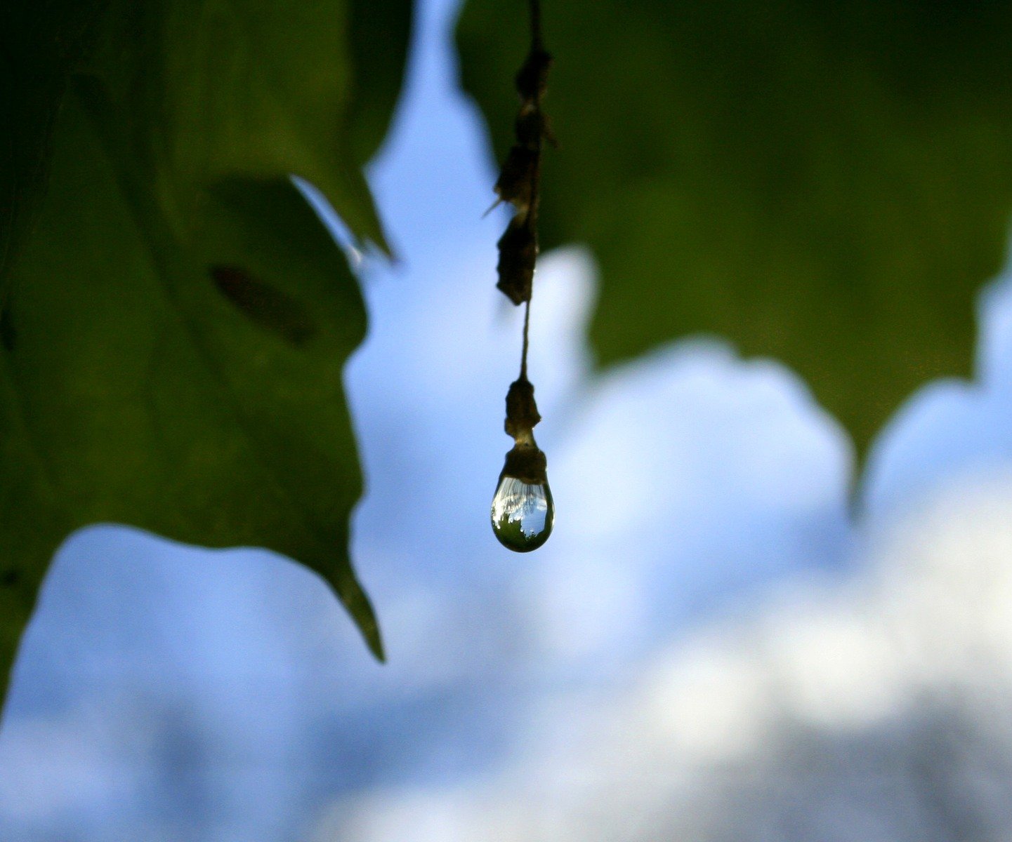 water drops hanging from the leaves of a tree