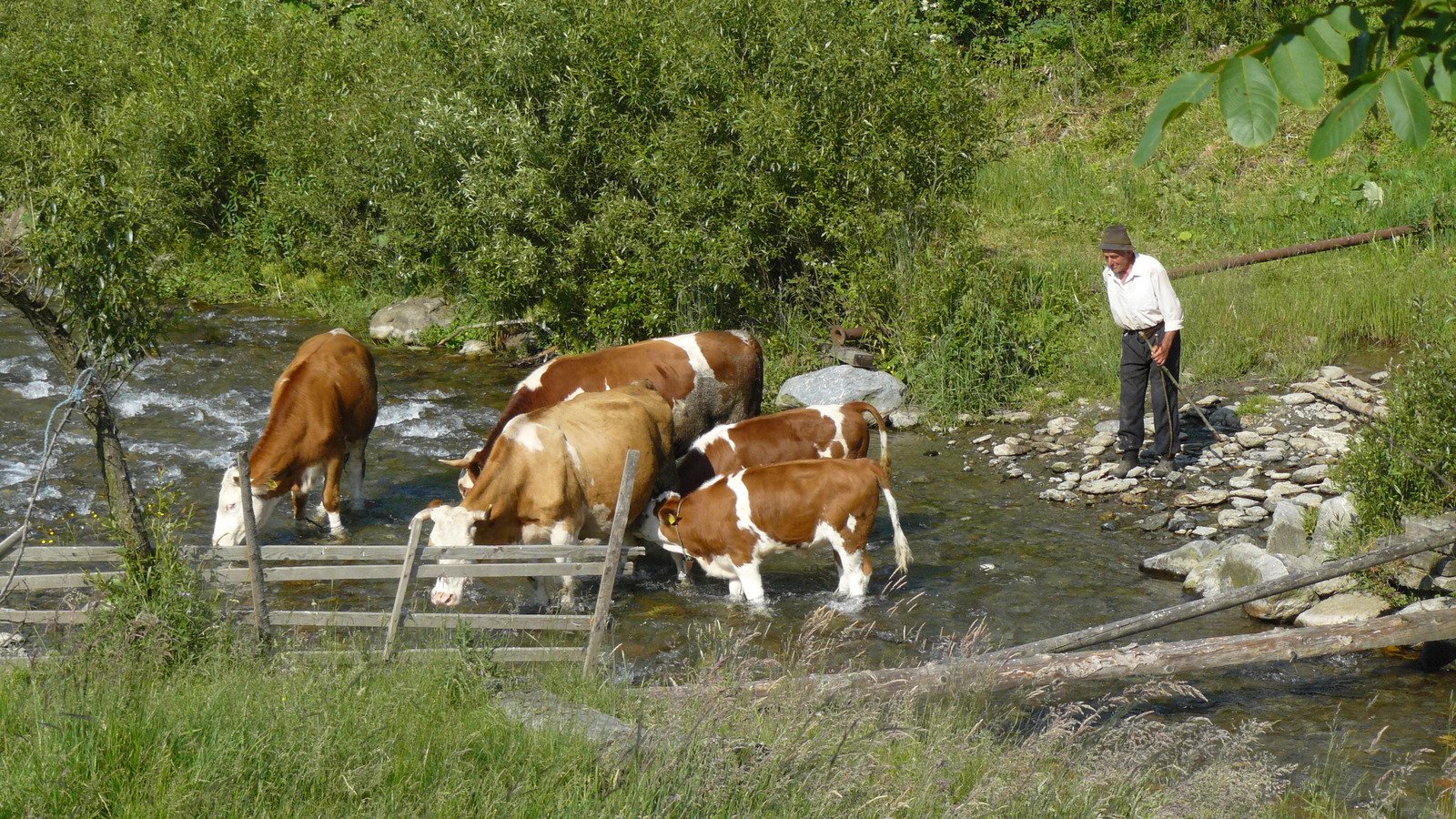 the cows are drinking water in the stream