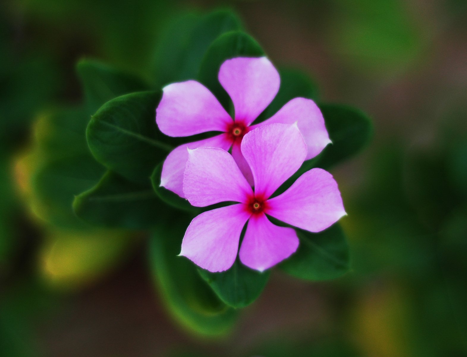 the pretty purple flower has a green leaves around it