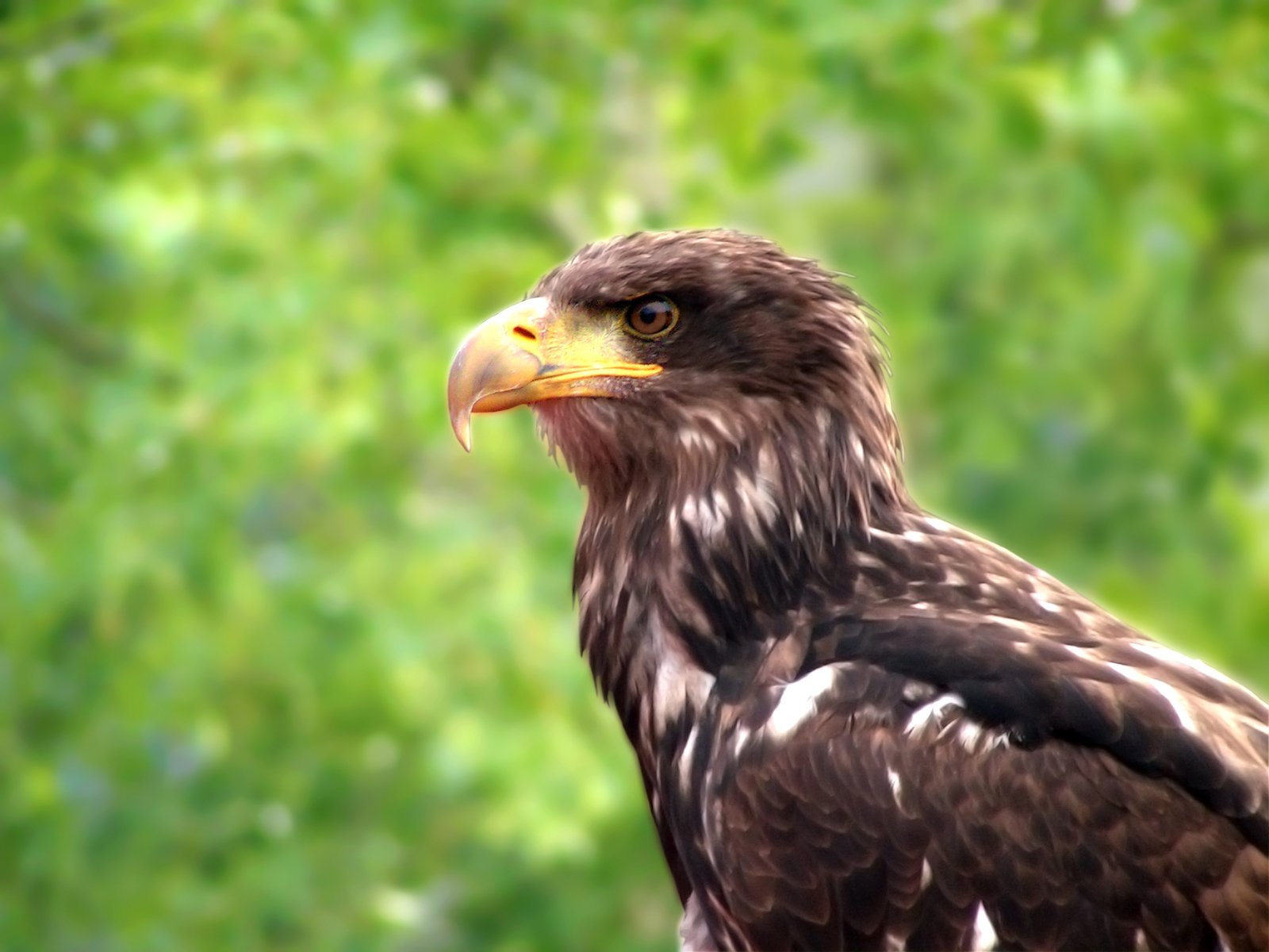 there is a very cute bird standing on the nch