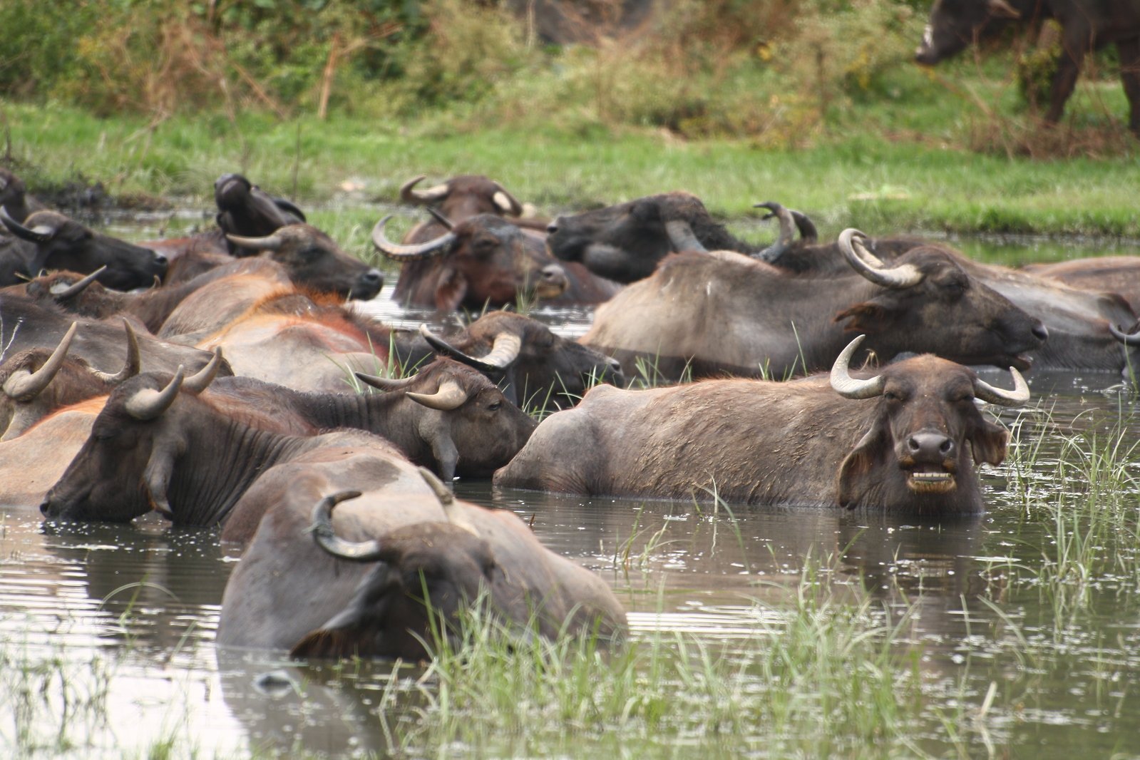 a herd of buffalo resting in the water and drinking