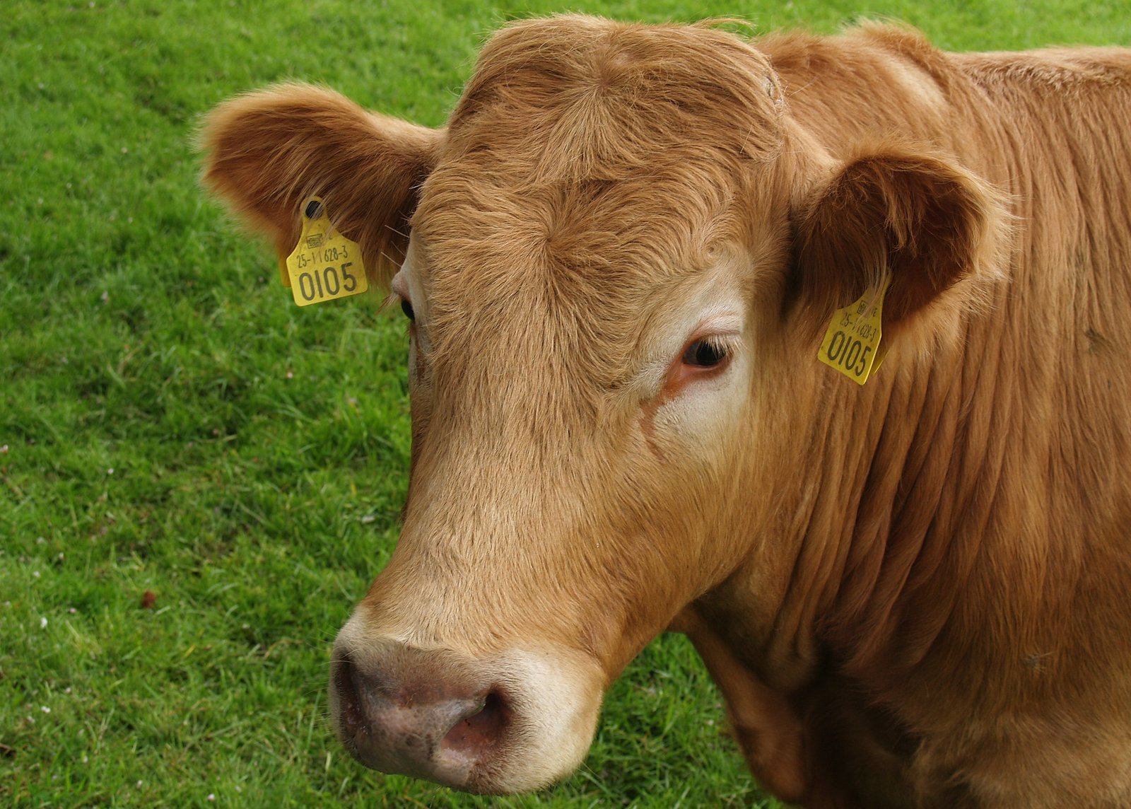 a brown cow with tags on its ears and snout