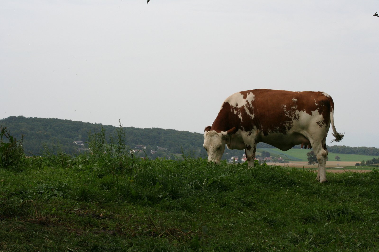a brown and white cow in grassy field next to trees