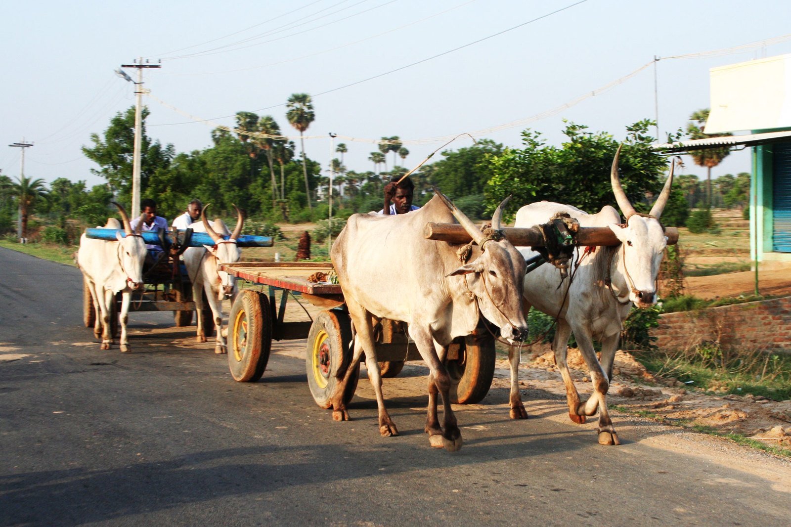 two white oxen pulling an asian man and cart down the road