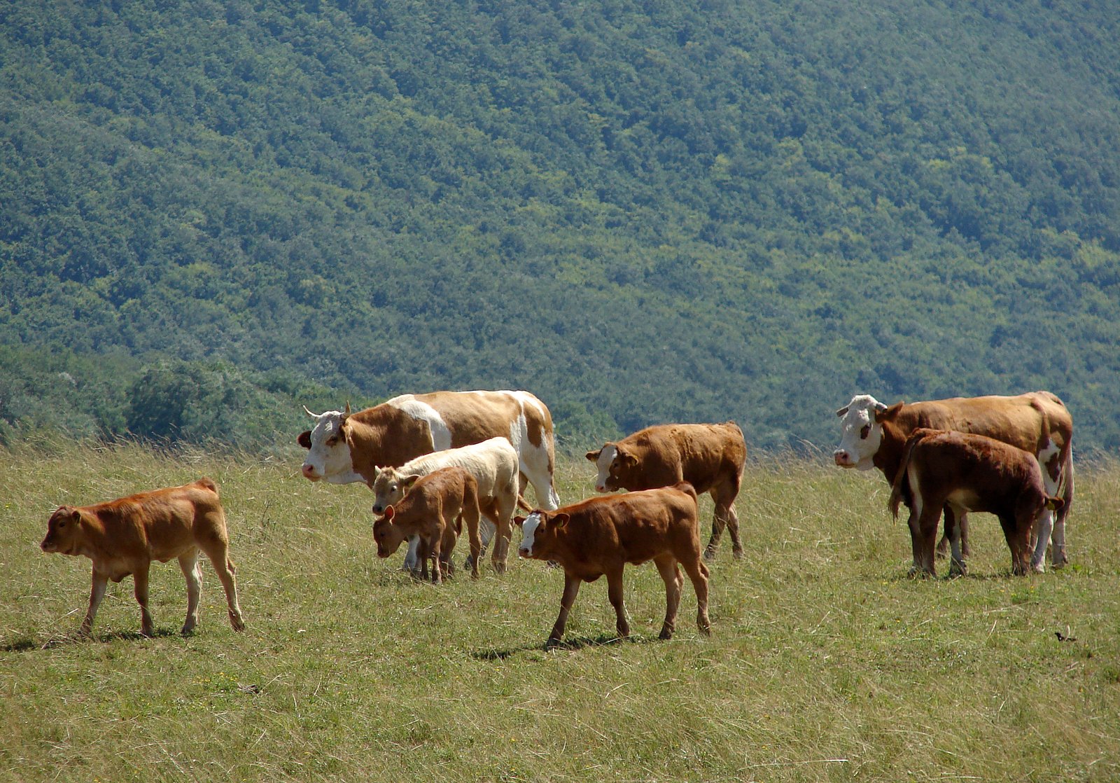 some cows and some sheep are in a large field