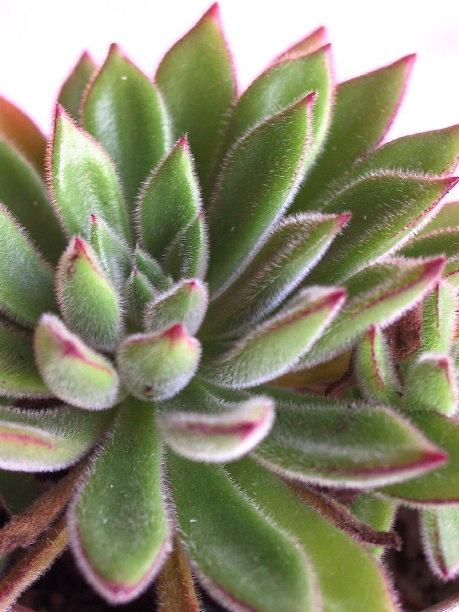 a closeup of some green plants with pink stripes