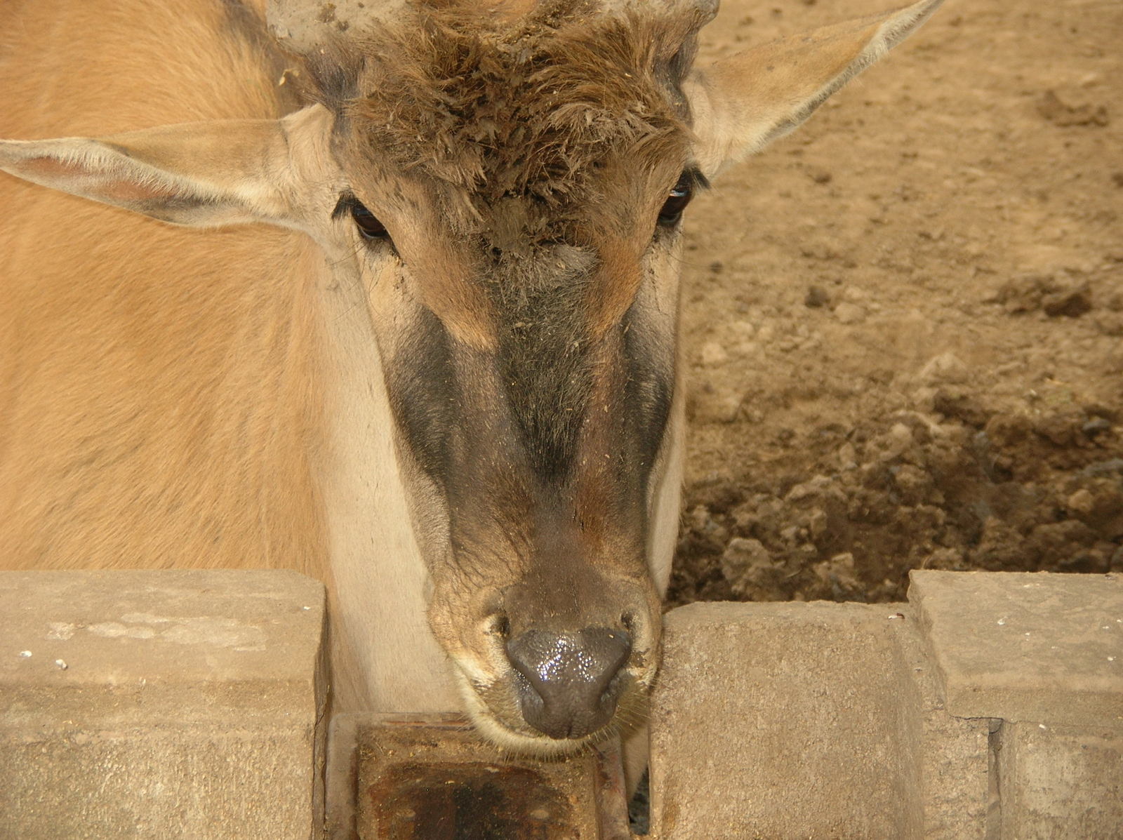 the calf is peering over the fence posts