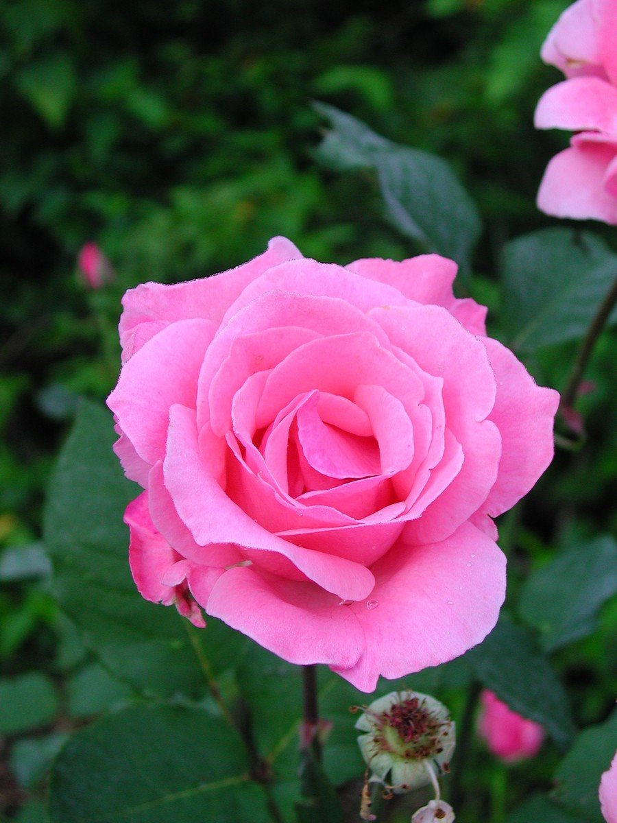 a pink rose blooming in front of some green foliage