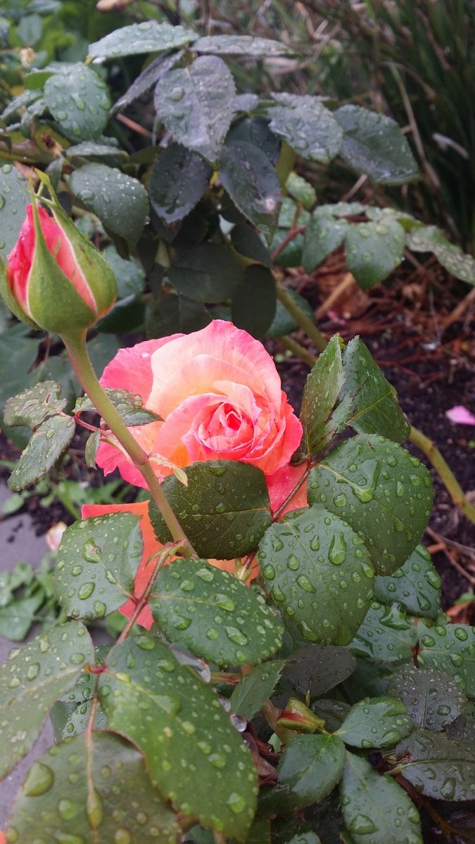 pink and orange roses with raindrops around them