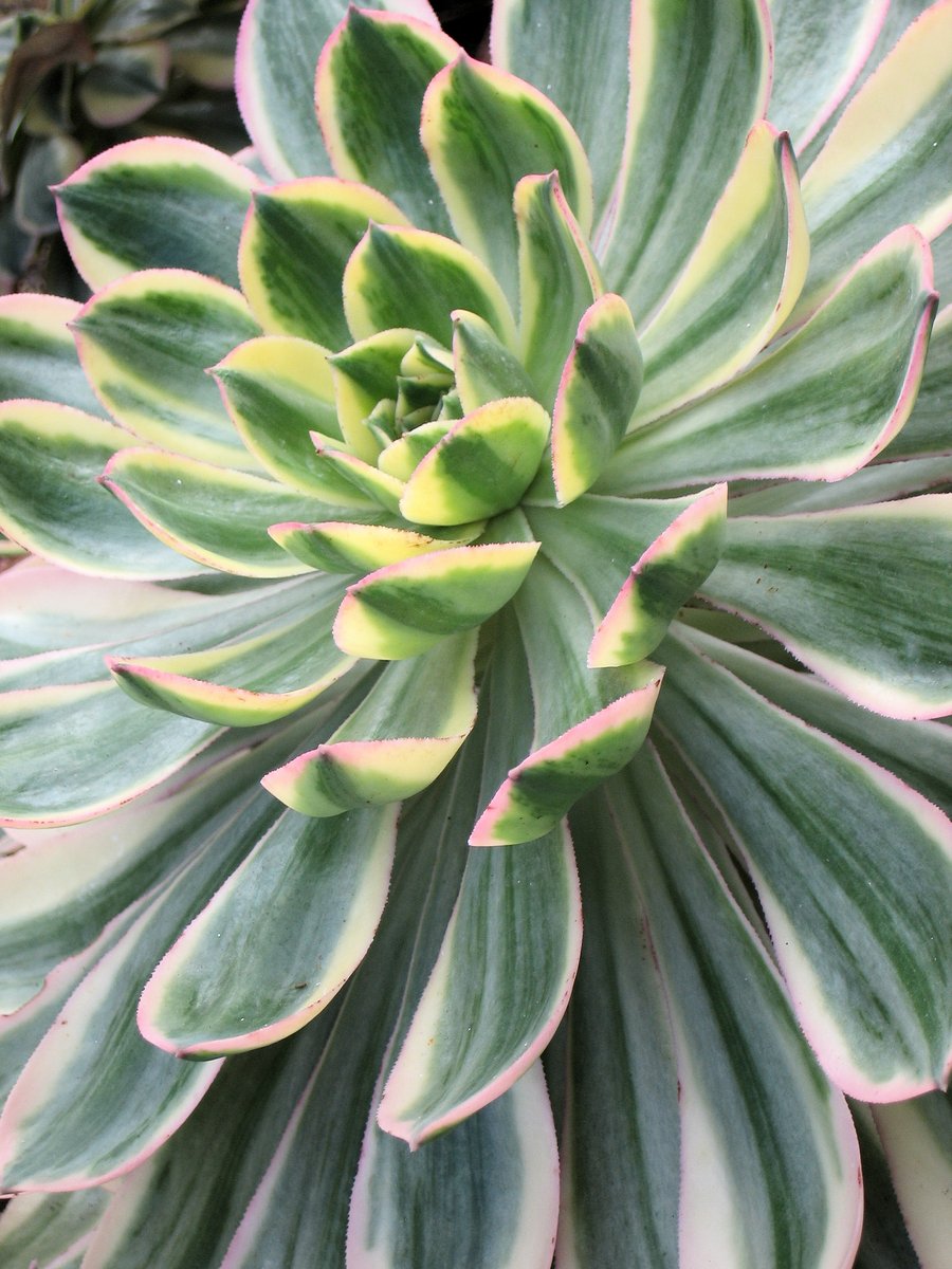 the top view of a large green plant