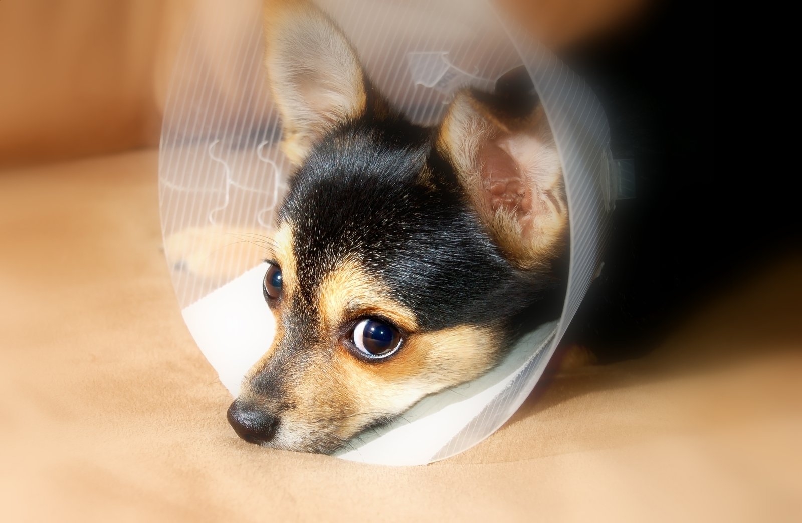 a small brown and black dog sitting in a cone