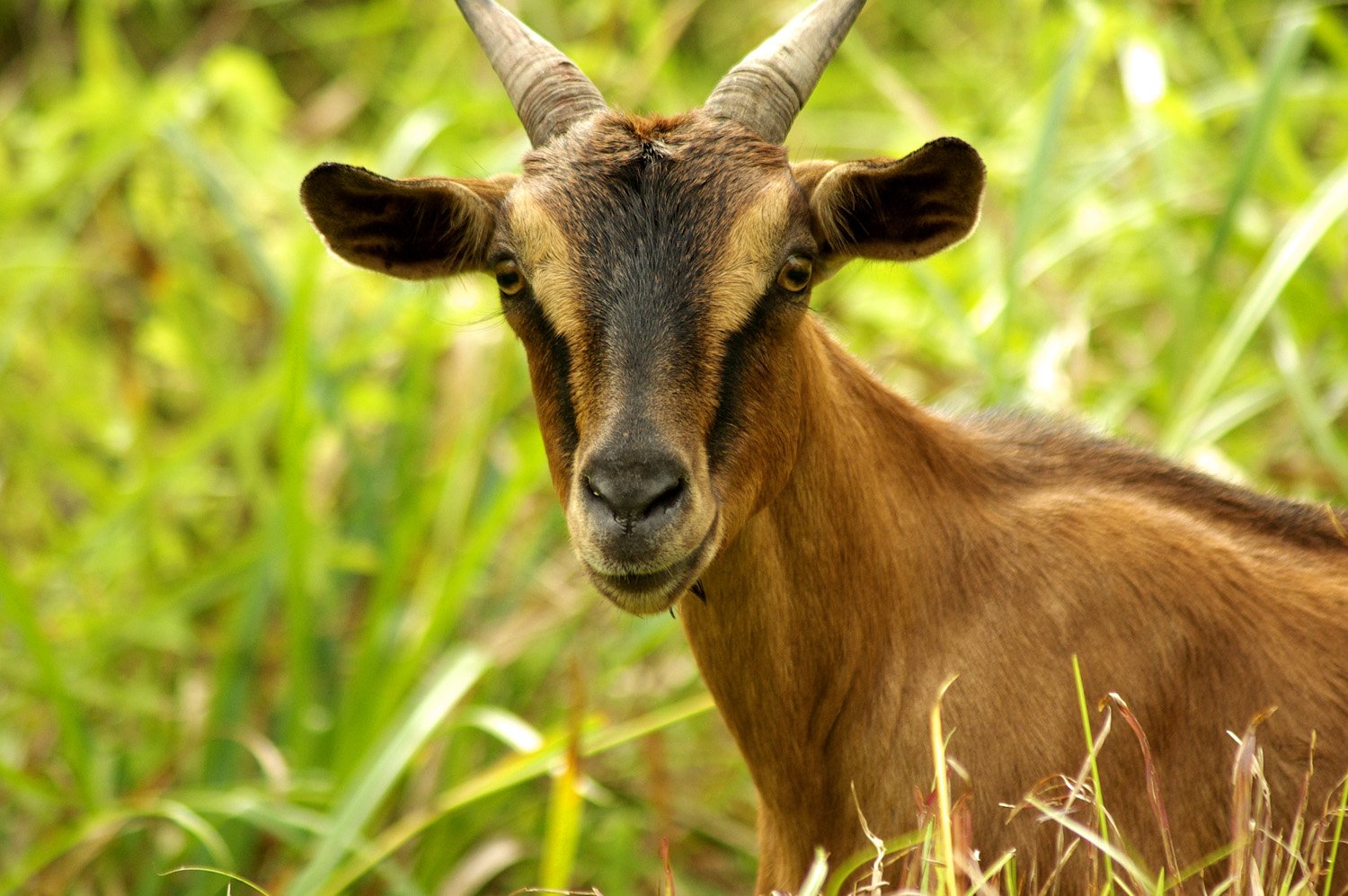 the horns of a goat are hanging in some tall grass