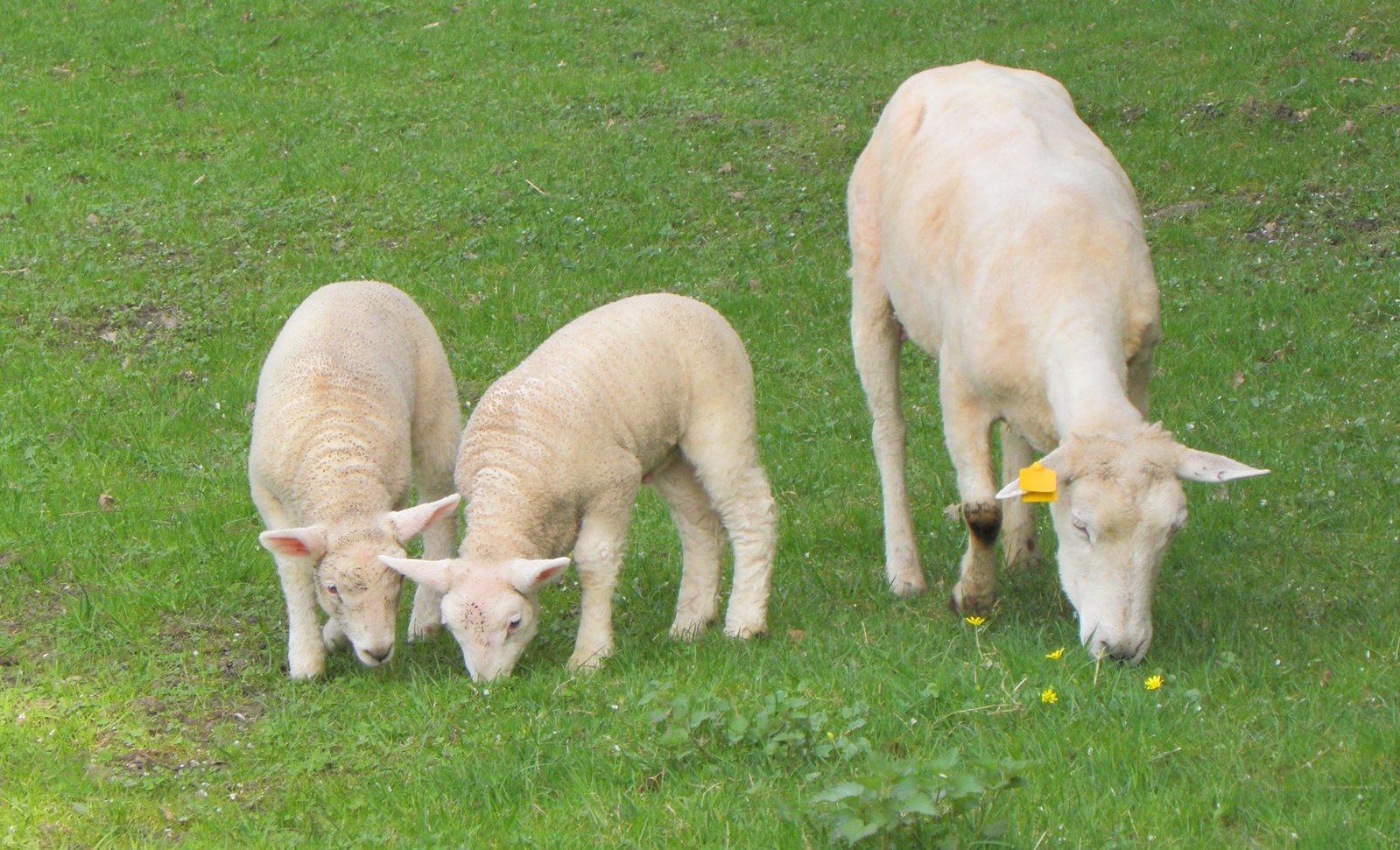 three sheep stand in grass with one eating