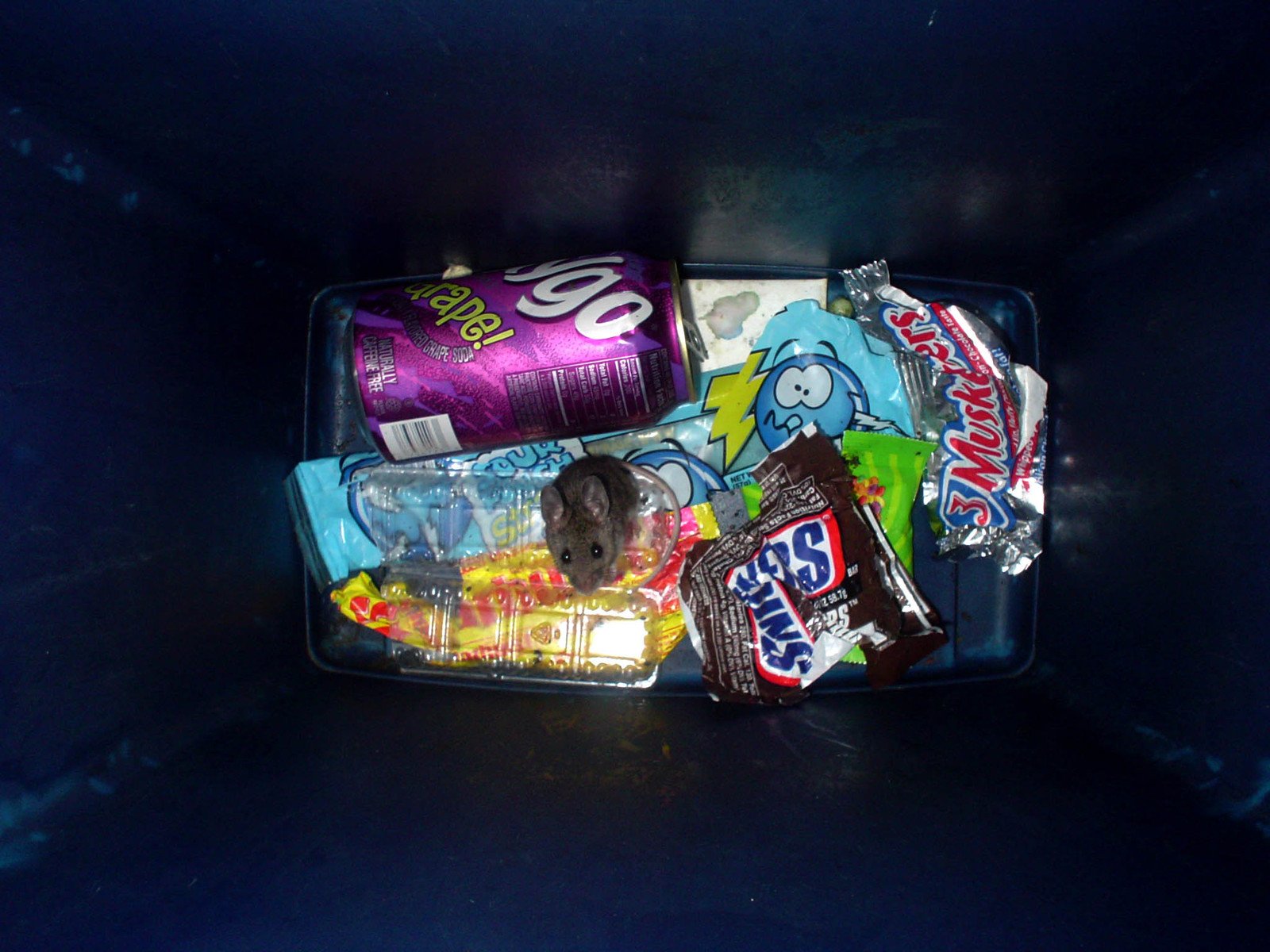 a container filled with candy, cookies, candy bars and candies