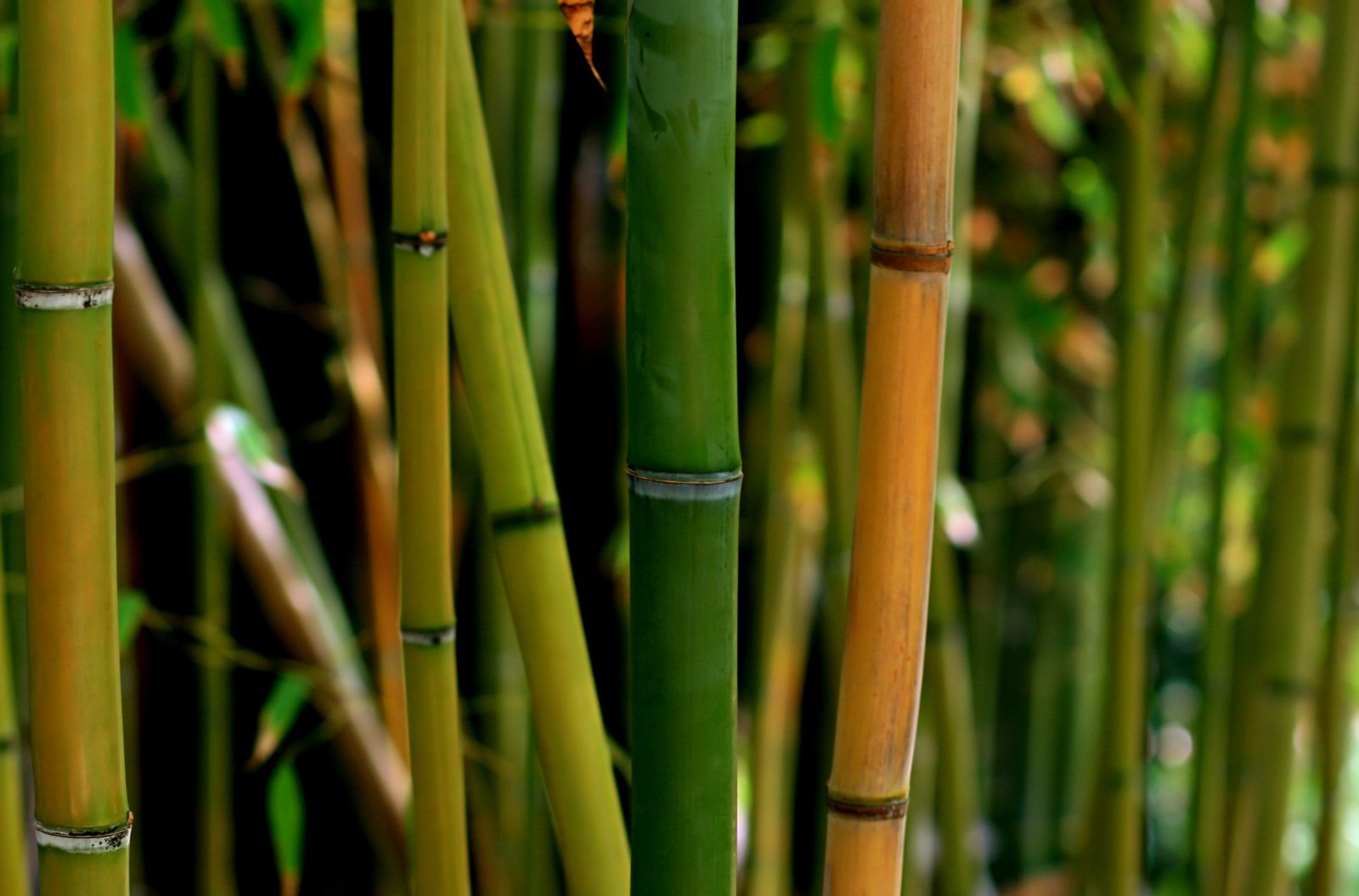 a group of green bamboo trees with long thin green stalks