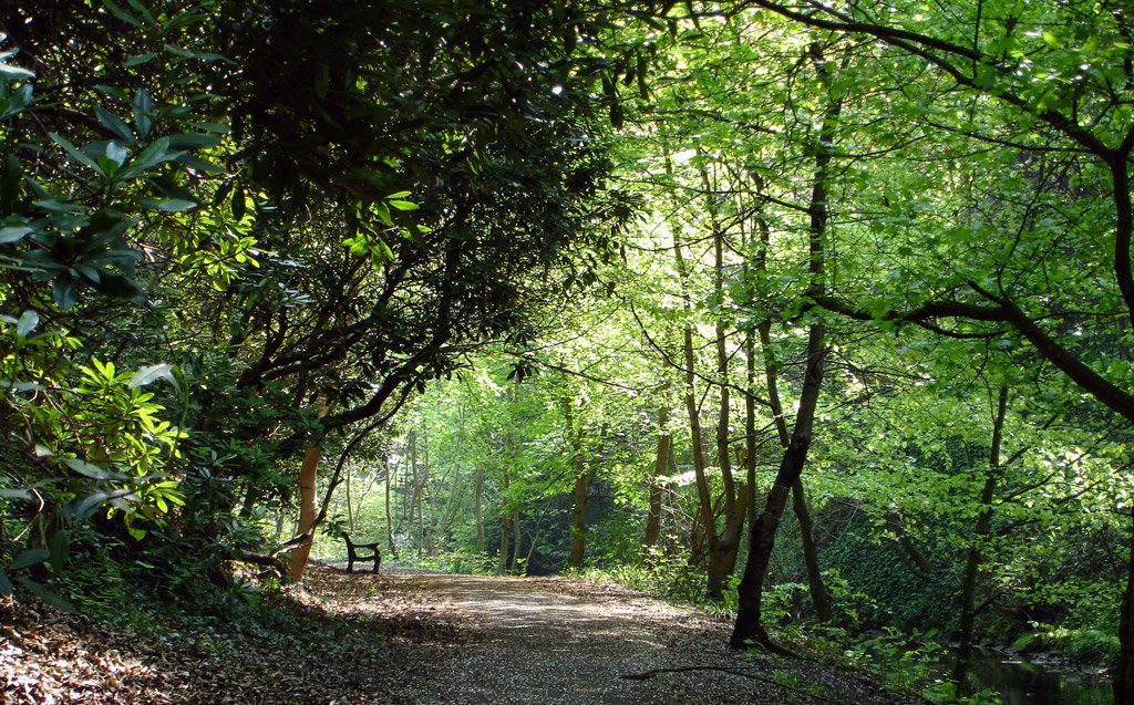 a small trail through some trees on a nice day