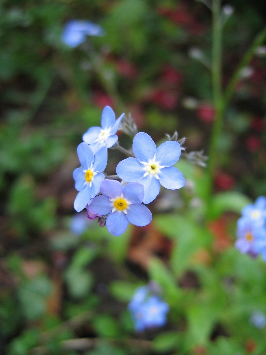 some small blue flowers that are growing