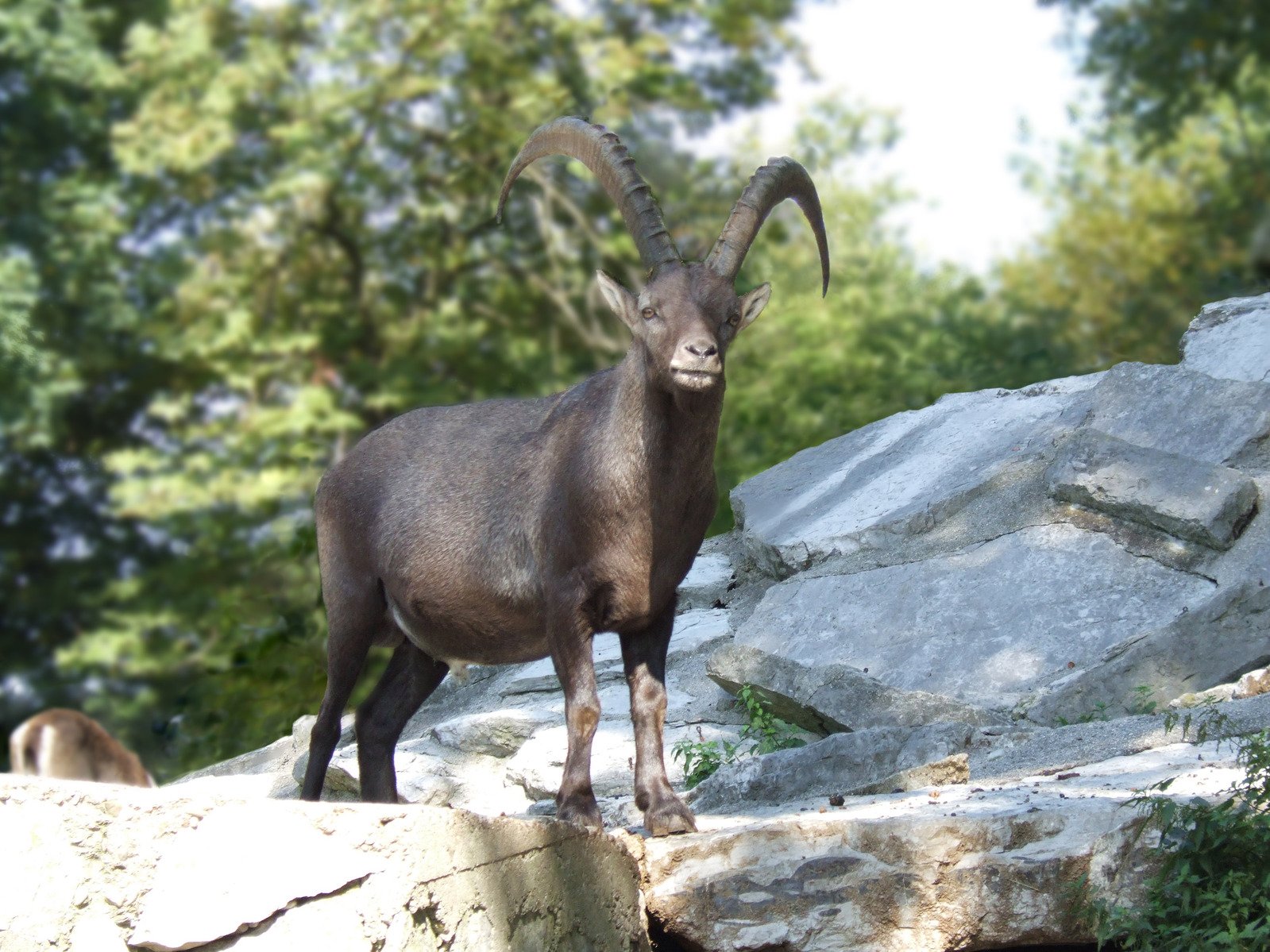 a black goat with very long horns is standing by some large rocks