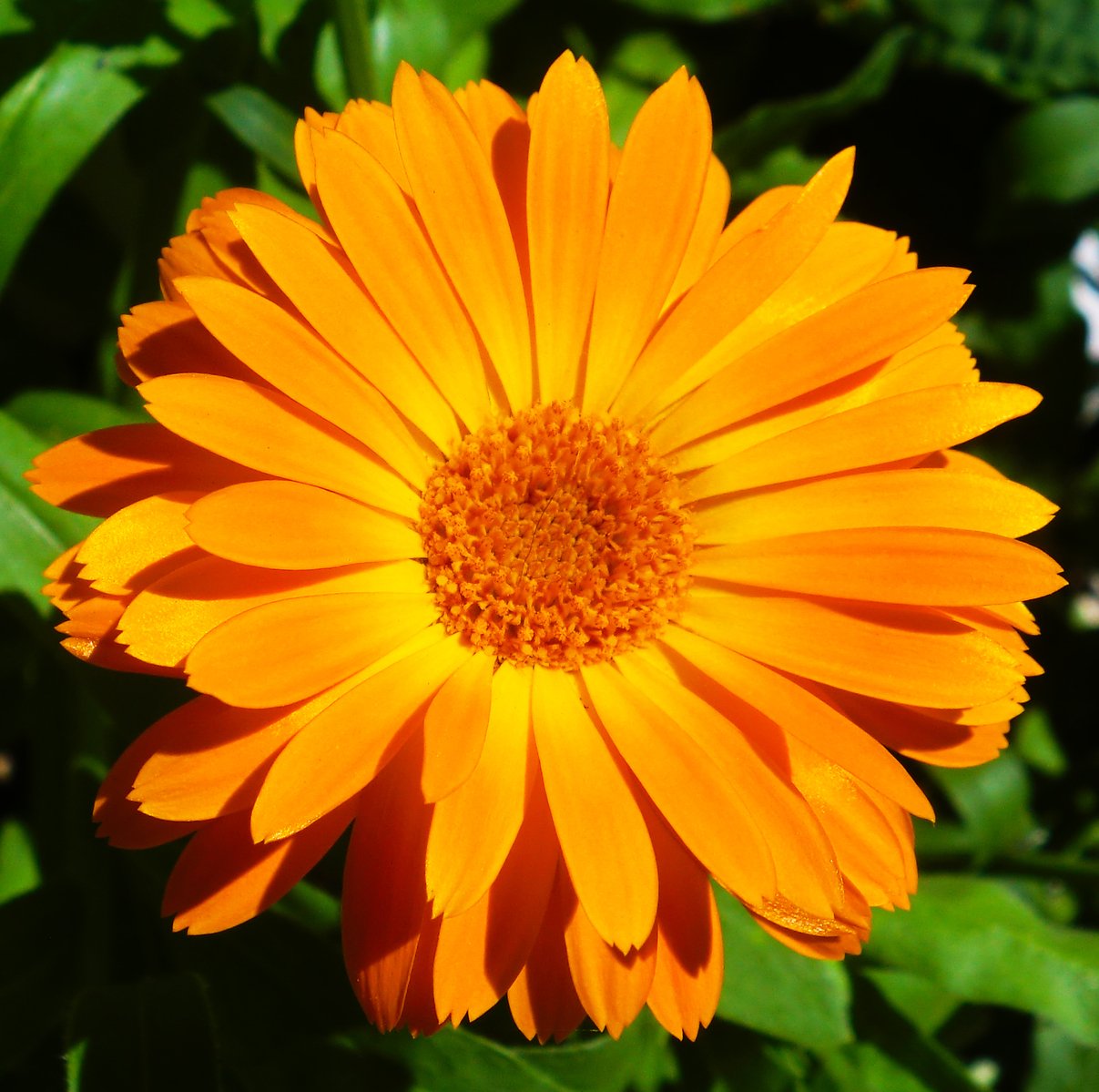 an orange flower with some green leaves around it